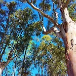Gold Coast Village